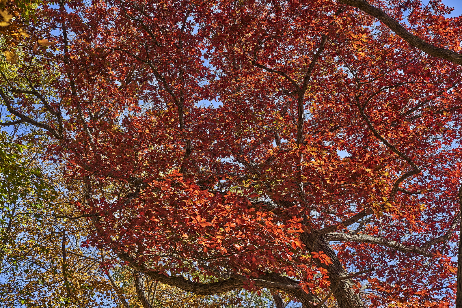 Indian Summer, Letchworth State Park, NY, USA